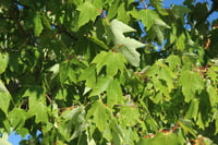 Acer rubrum Kırmızı Akçaağaç fidanı