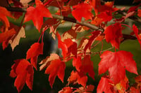 Acer rubrum Kırmızı Akçaağaç fidanı
