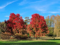 Acer rubrum Kırmızı Akçaağaç fidanı