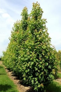 Acer saccharinum piramidalis Piramit Gümüşi Akçaağaç fidanı