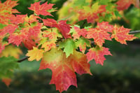 Acer saccharum Şeker Akçaağaç fidanı