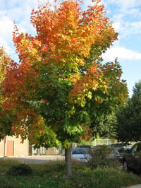 Acer saccharum Şeker Akçaağaç fidanı