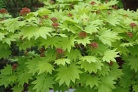 acer shirasawanum aureum Japon Akçaağaç fidanı