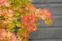 Acer shirasawanum Jordan Japon Akçaağaç fidanı
