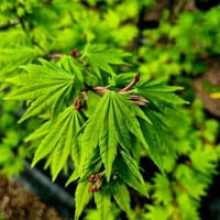 Acer shirasawanum Jordan Japon Akçaağaç fidanı