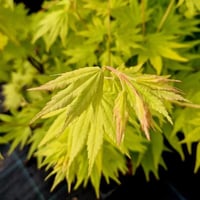 Acer shirasawanum Jordan Japon Akçaağaç fidanı