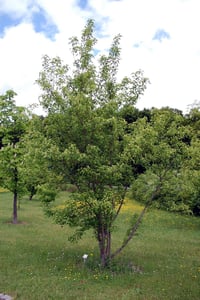 Acer tataricum ginnala Tatar akçaağaç fidanı