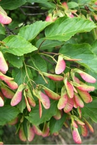 Acer tataricum ginnala Tatar akçaağaç fidanı