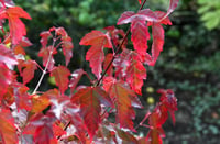 Acer tataricum ginnala Tatar akçaağaç fidanı