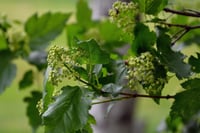 Acer tataricum ginnala Tatar akçaağaç fidanı