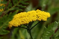Achillea filipendulina Coronation gold Sarı Civan perçemi fidesi