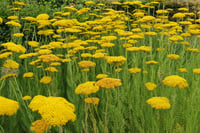 Achillea filipendulina Coronation gold Sarı Civan perçemi fidesi