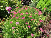 Achillea millefolium Cerise Queen Civanperçemi Civan Perçemi fidanı