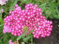 Achillea millefolium Cerise Queen Civanperçemi Civan Perçemi fidanı