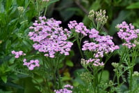 Achillea millefolium Lilac Beauty Mor Civan Perçemi fidesi