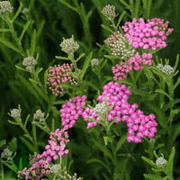 Achillea millefolium Lilac Beauty Mor Civan Perçemi fidesi