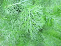 Achillea millefolium Lilac Beauty Mor Civan Perçemi fidesi