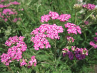 Achillea millefolium Lilac Beauty Mor Civan Perçemi fidesi