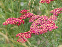 Achillea millefolium Red Velvet Civanperçemi Civan Perçemi fidanı