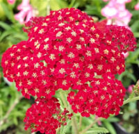 Achillea millefolium Red Velvet Civanperçemi Civan Perçemi fidanı