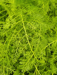 Achillea millefolium Tıbbi Civanperçemi fidesi