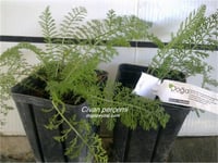 Achillea millefolium Tıbbi Civanperçemi fidesi