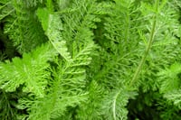 Achillea millefolium Tıbbi Civanperçemi fidesi
