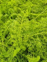 Achillea millefolium Tıbbi Civanperçemi fidesi
