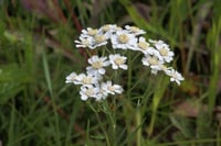 Achillea ptarmica-sternutatoire