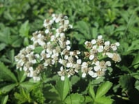 Achillea ptarmica-sternutatoire