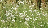 Achillea ptarmica-sternutatoire