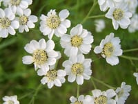 Achillea ptarmica-sternutatoire