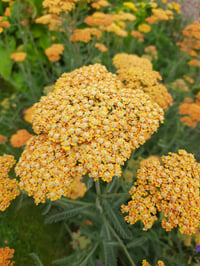 Achillea terracotta Turuncu Civanperçemi fidesi