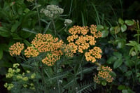 Achillea terracotta Turuncu Civanperçemi fidesi