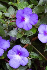 Achimenes Kağıt Çiçeği Yumrusu Cattleya-light