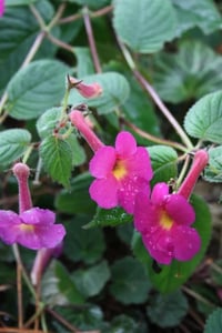Achimenes Kağıt Çiçeği Yumrusu Harry Williams