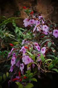Achimenes Kağıt Çiçeği Yumrusu Peach Blossom