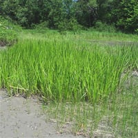 Acorus calamus Eğirotu fidesi