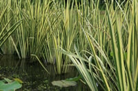 Acorus calamus variegata Alacalı Eğirotu fidesi