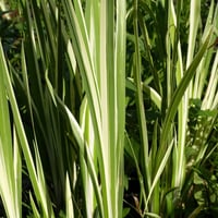 Acorus calamus variegata Alacalı Eğirotu fidesi