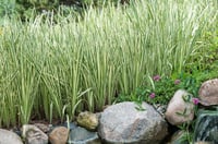 Acorus gramineus variegata Alacalı Eğirotu fidesi
