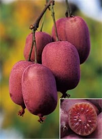 Actinidia arguta Kens Red kivi fidanı