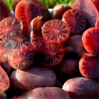 Actinidia arguta Purpurna Sadowa Kiwi dişi mini kivi fidanı