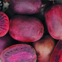 Actinidia arguta Purpurna Sadowa Kiwi dişi mini kivi fidanı