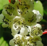 Actinidia arguta Weiki M Kiwi Male erkek mini kivi fidanı
