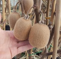 Actinidia deliciosa Solissimo selffertil kivi solo kiwi fidanı