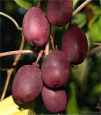 Actinidia purpurea Hardy Red Kiwi dişi hardy kırmızı kivi fidanı
