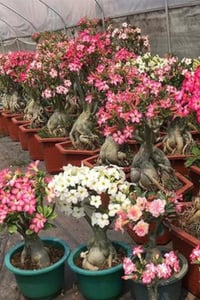 Adenium obessa Çöl Gülü fidanı
