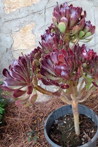 Aeonium arborea Atropurpureum Ağaçsı Aenyum fidesi