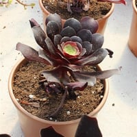Aeonium Sukulent